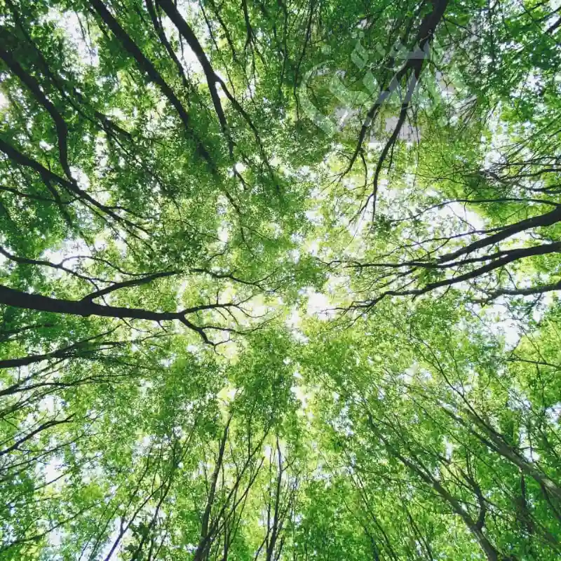 Darood e Taj(درود تاج) 3 An image of green leaves on tall trees,offering protection from the heat of sun